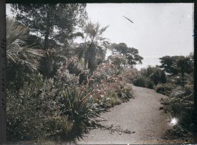 Image représentant Une allée de plantes donnant sur la mer