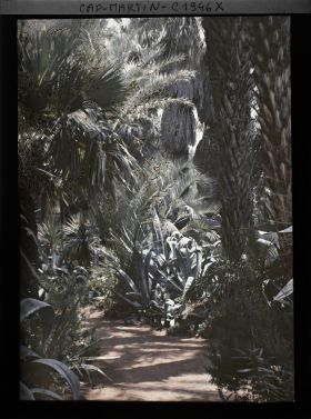 Image représentant Allée sinueuse bordée de divers palmiers et plantes exotiques, formant un sous-bois d'ambiance tropicale, vue prise à 12 h