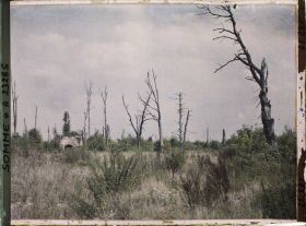 Image représentant France, Mt St Quentin, Le bois du Mont St Quentin