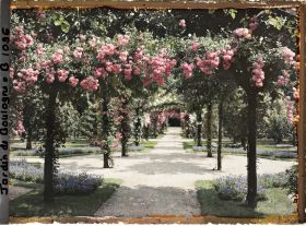 Image représentant Axe central du verger-roseraie vu en direction du jardin anglais, près du rond-point côté dépendance