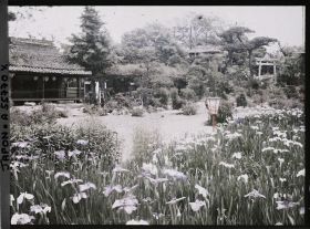 Image représentant Jardin d'iris de Horikiri