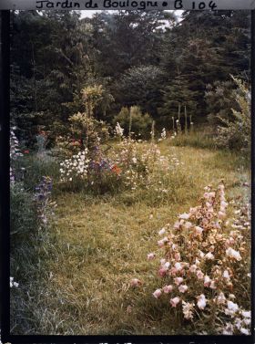 Image représentant Prairie en fleurs au coeur de la forêt dorée