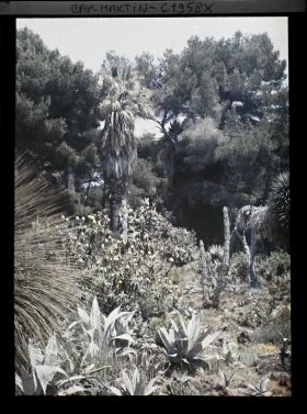 Image représentant Dasylirion, aloès buissonnant en fleurs et cactus, au pied d'un palmier en lisière de pinède, vue prise à 10 h