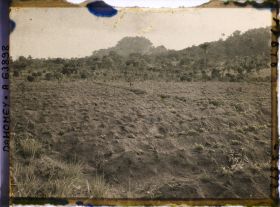 Image représentant Culture de l'arachide