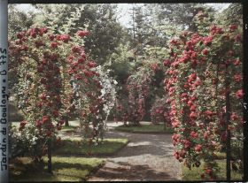 Image représentant Rosiers en fleurs ornant plates-bandes et parterre, au sud-est du verger-roseraie