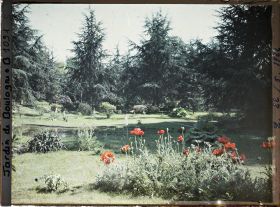 Image représentant Pavots près du marais