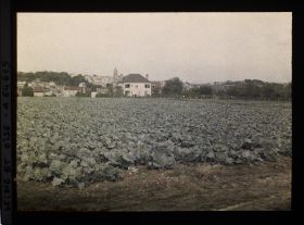 Image représentant Ile de France, Pontoise, Champ de Choux en vue de Pontoise