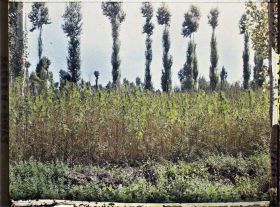 Image représentant Culture du chanvre