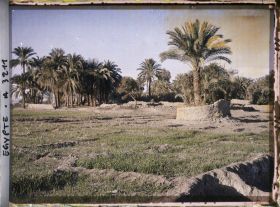 Image représentant Champs et palmiers