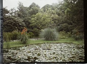 Image représentant Kniphofia situé sur la bande gazonnée séparant les " étangs " du marais, vu en direction du nord-est