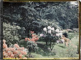 Image représentant Azalées et rhodos près de la forêt bleue
