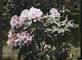 Image représentant Pied de rhododendrons roses