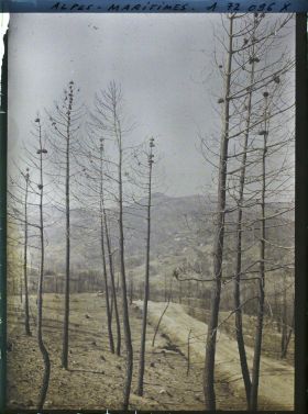 Image représentant Paysage de bois de pins après incendie?