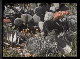 Image représentant Scène fleurie de plantes exotiques