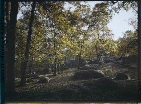 Image représentant Forêt