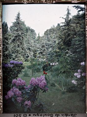 Image représentant Parterres d'azalées en fleurs au coeur de la forêt bleue