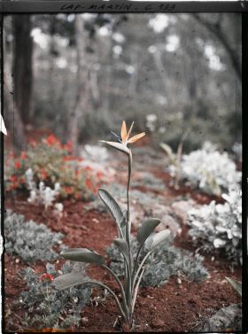 Image représentant Un strelizia reginae ou oiseau de paradis dans le jardin