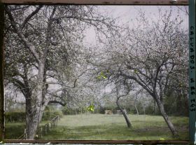 Image représentant Pommiers