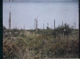 Image représentant France, Combles, Aspect du bois Douage