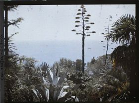 Image représentant Agave, palmier et autres plantes exotiques surplombant la mer