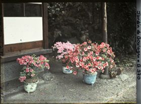 Image représentant Azalées en pots fleuries, au pied de la maison est du " village japonais "