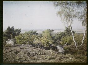 Image représentant Forêt