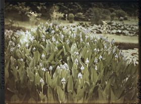 Image représentant Floraison bleue aux étangs