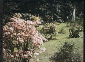 Image représentant Azalées sur la pelouse près du marais