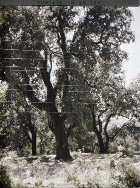 Image représentant La forêt de chênes