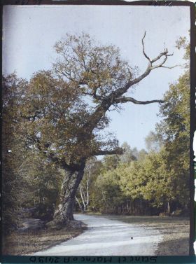 Image représentant Forêt