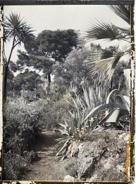Image représentant Palmier au bord d'une allée ponctuée de yuccas, agaves et autres plantes exotiques