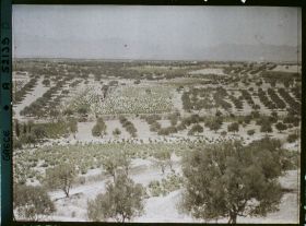 Image représentant Vue sur une plaine de plantation d'oliviers