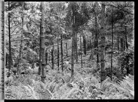 Image représentant La forêt vosgienne