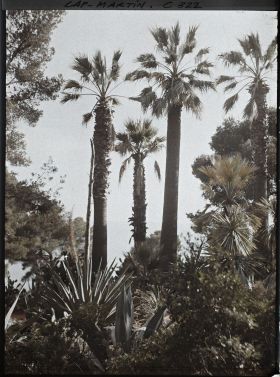 Image représentant Cap-Martin - Le Jardin