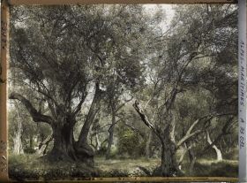 Image représentant Forêt d'oliviers