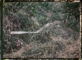 Image représentant France, Thiaumont, Tranchée de Thiaumont les fusils sortant de terre avaient été attachés par des étoffes tricolores
