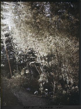 Image représentant Le petit bois de bambous