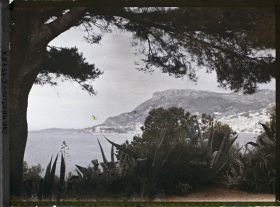 Image représentant Pin et végétation du jardin encadrant des points de vue sur Monaco et Monte-Carlo