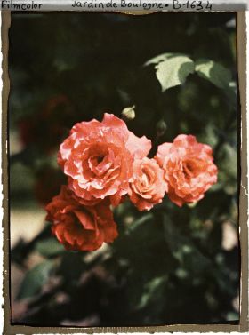 Image représentant Groupe de quatre roses rouge orangé