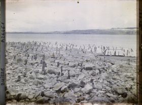 Image représentant Site palafittique préhistorique des Alpes, pieux en bois visibles lors de la baisse des eaux après la grande sécheresse de 1921