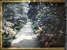 Image représentant Allée dans la forêt bleue