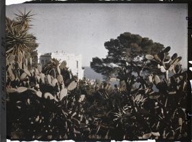 Image représentant les plantes grasses