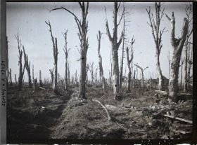 Image représentant France, Chaulnes, Les arbres du Château