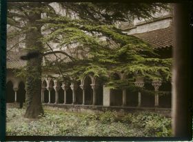 Image représentant Un cèdre dans le cloître de l'abbaye Saint-Pierre