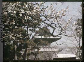 Image représentant Temple Daishi (?) : Cerisier en fleurs devant une porte de temple