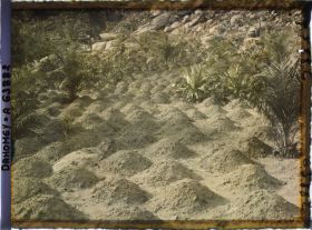 Image représentant Culture de maïs à flanc de montagne