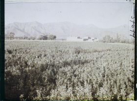 Image représentant Afghanistan, Meidan, Champs de fèves et de blé