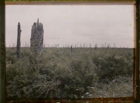 Image représentant France, La Tête à Vache, Le bois de la Louvière vu de la Tête à Vache