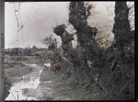 Image représentant Chemin creux et quelques vaches