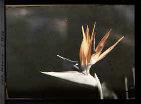 Image représentant Fleur de Strelitzia reginae encore appelé "Oiseau du paradis"